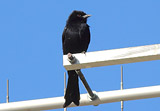 Trauerdrongo