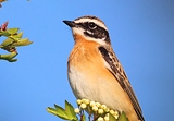Braunkehlchen