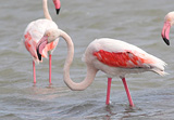 Rosaflamingo